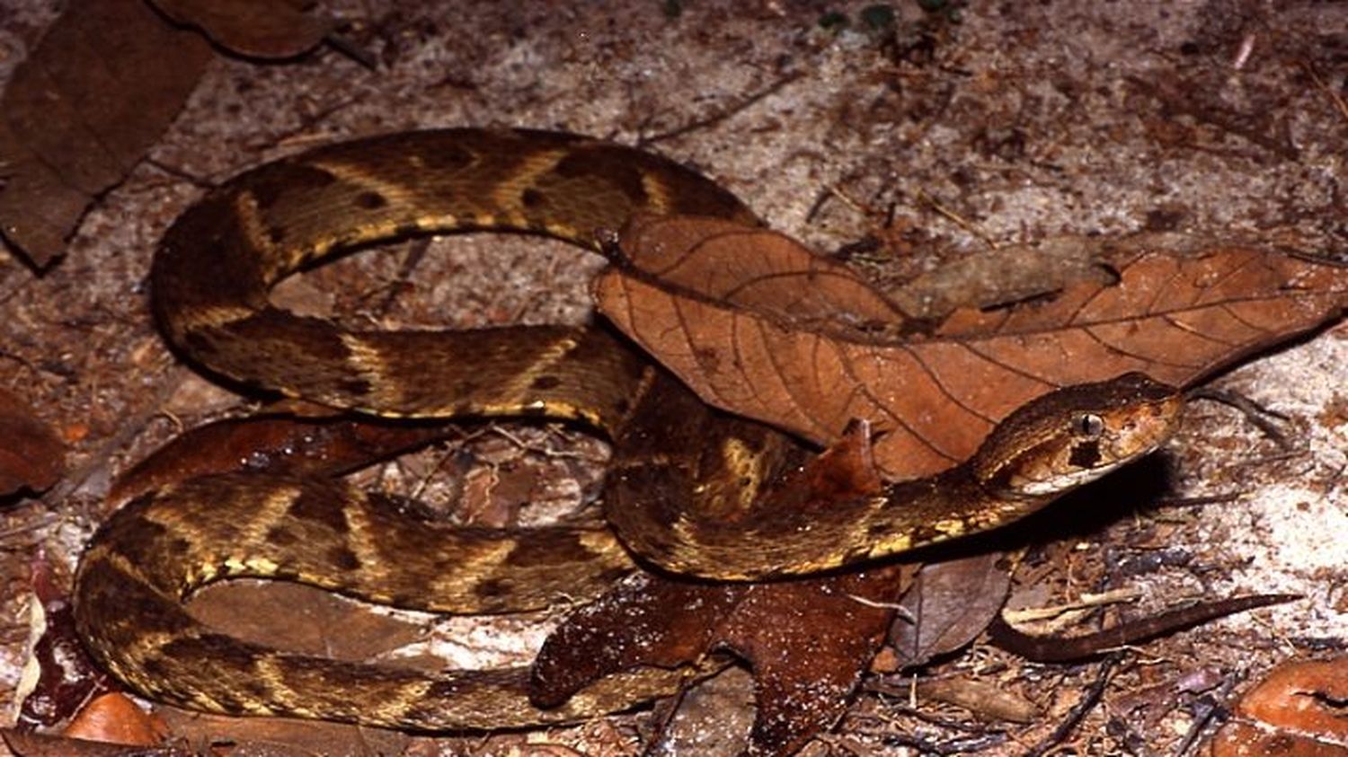Niño de 11 años murió por mordedura de serpiente en Táchira