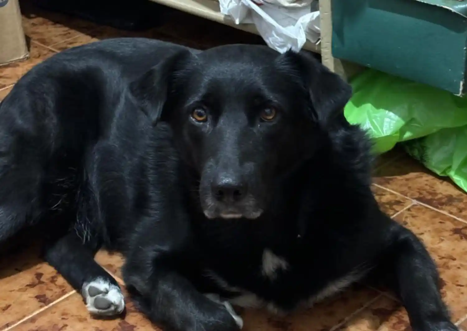 Perrita perdida en Lucio Mansilla y Mateo Sbert