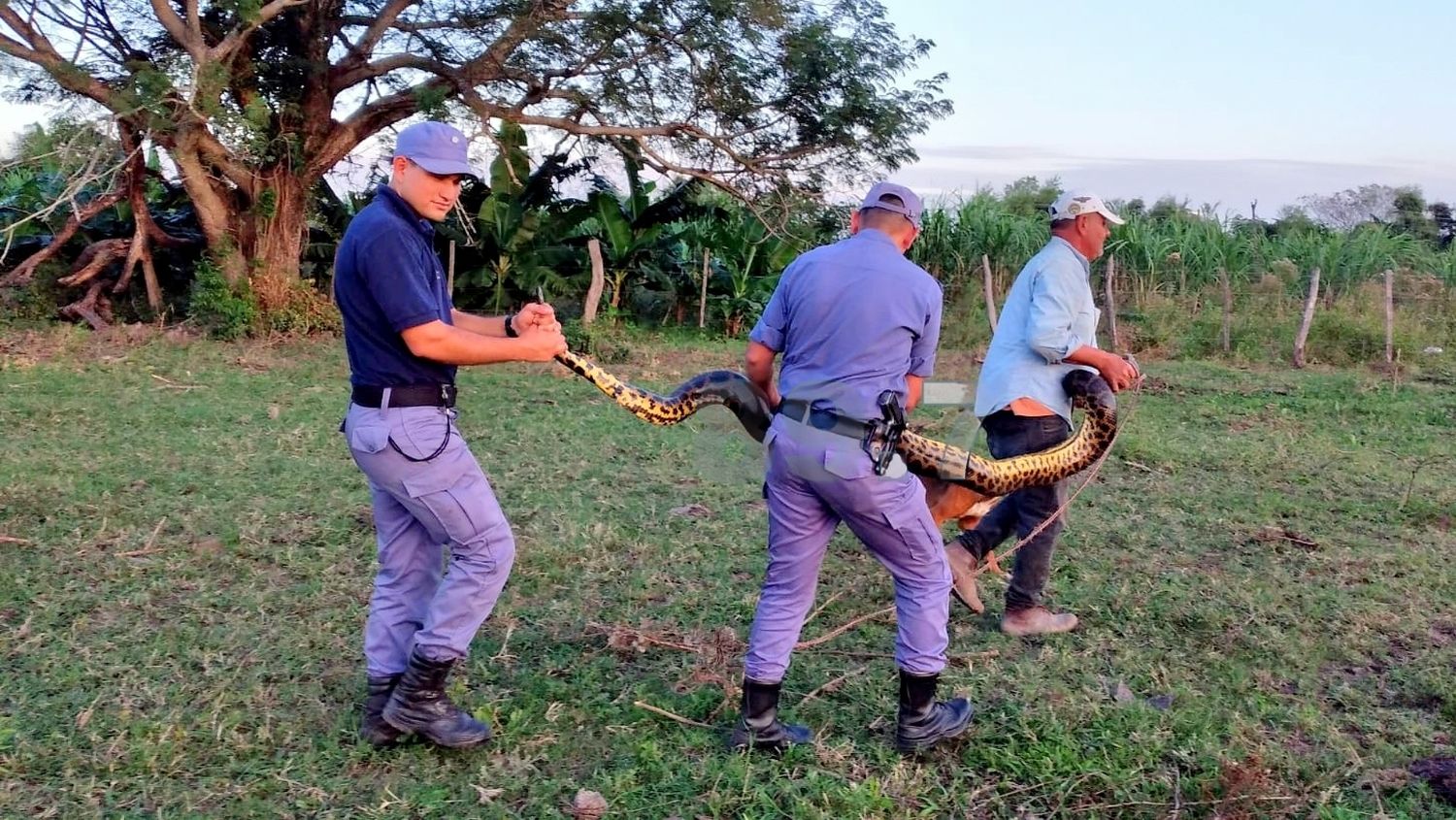 Impresionante ejemplar de curiyú que apareció cerca de una casa y lo devolvieron a su hábitat