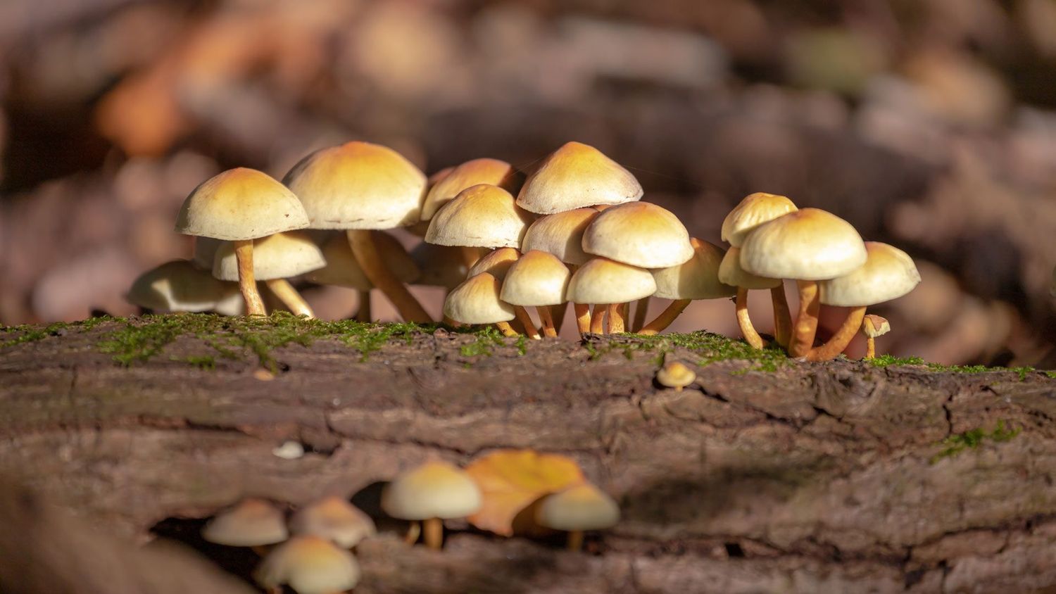 Conocemos acerca de los hongos en el parque Miguel Lillo