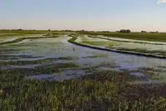 Entre Ríos: Creció el área sembrada con arroz