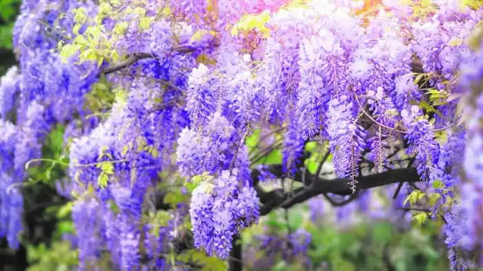 Primavera llena de color: sembrá estas trepadoras y creá tu edén