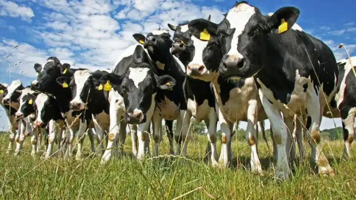 Aftosa: el campo cruzó a funcionaria de Trump