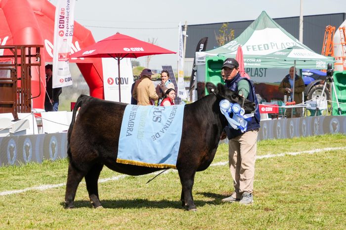 maravilla, ternera gran campeona arandu