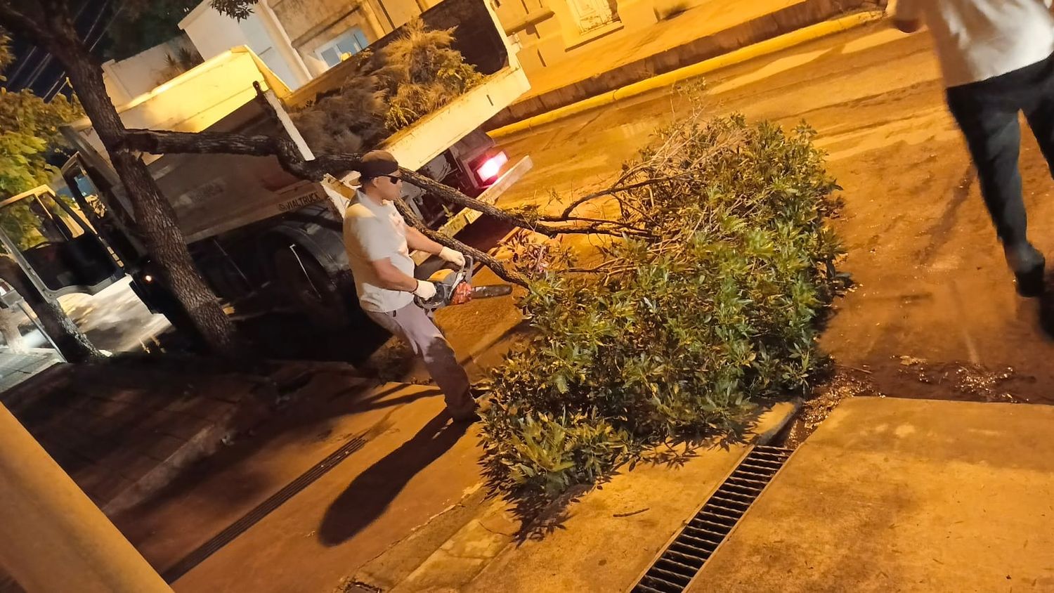 La tormenta dejó muchos árboles caídos