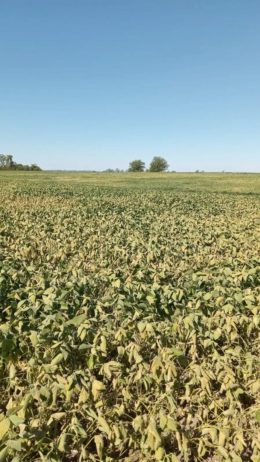 La situación de la soja actualmente en Pergamino.