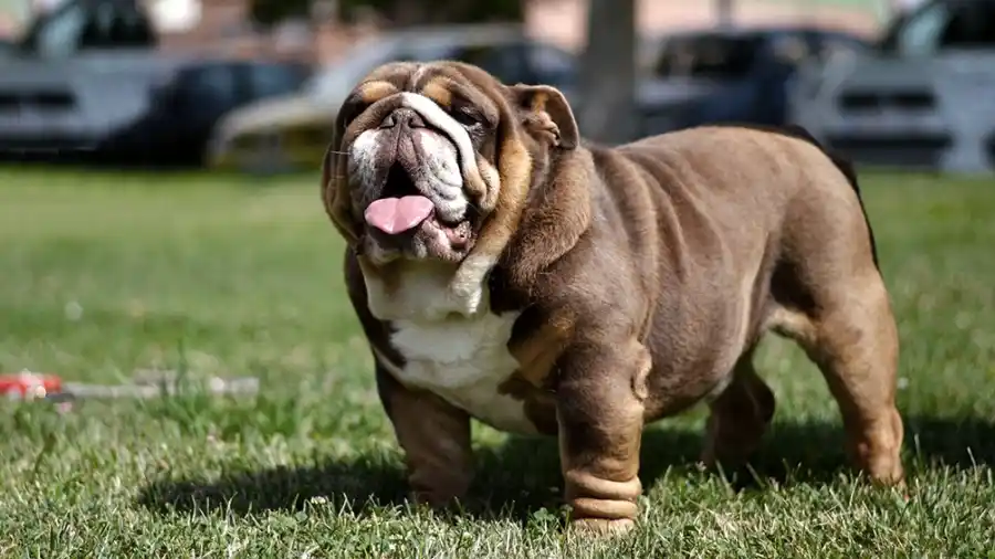 La razón por la que Noruega prohibió la cría de dos razas de perros