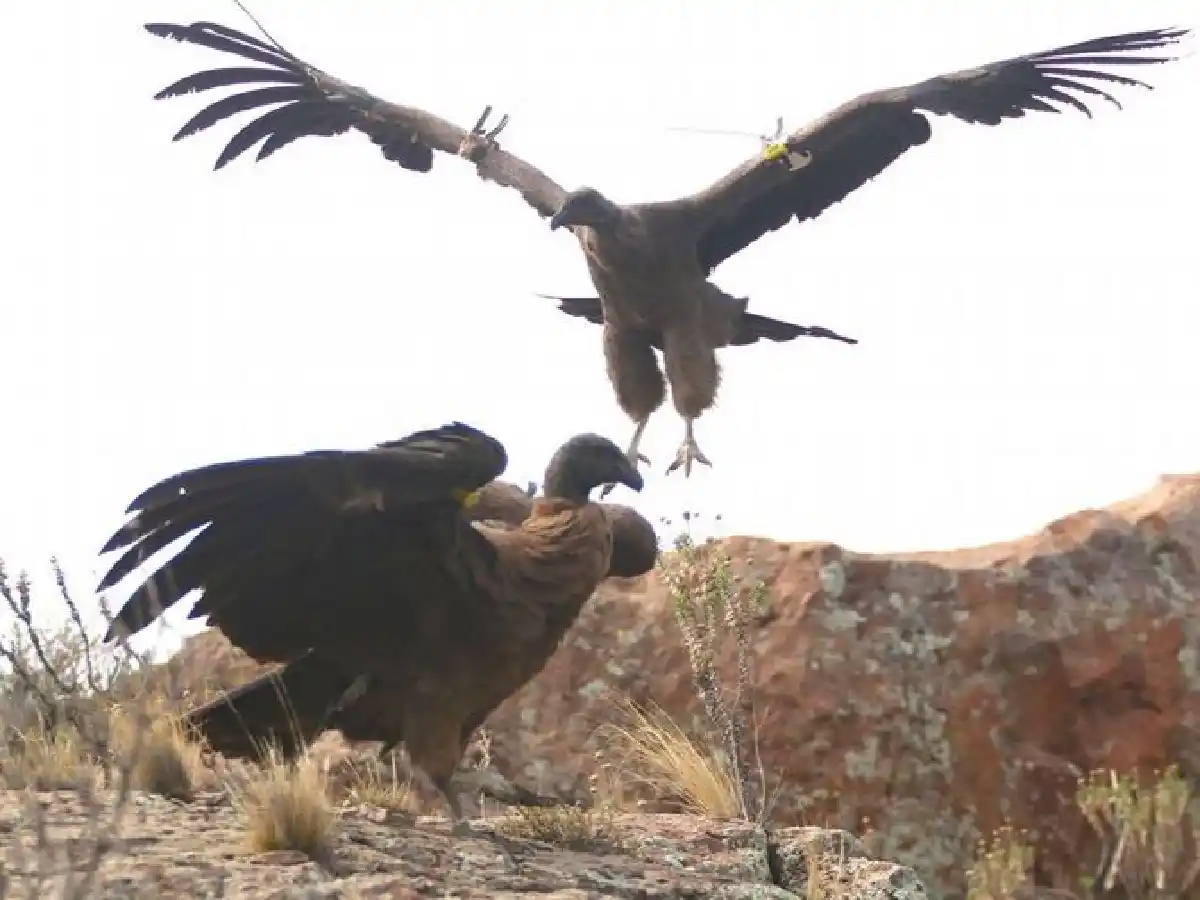 Liberaron a seis cóndores andinos en la Sierra Pailemán