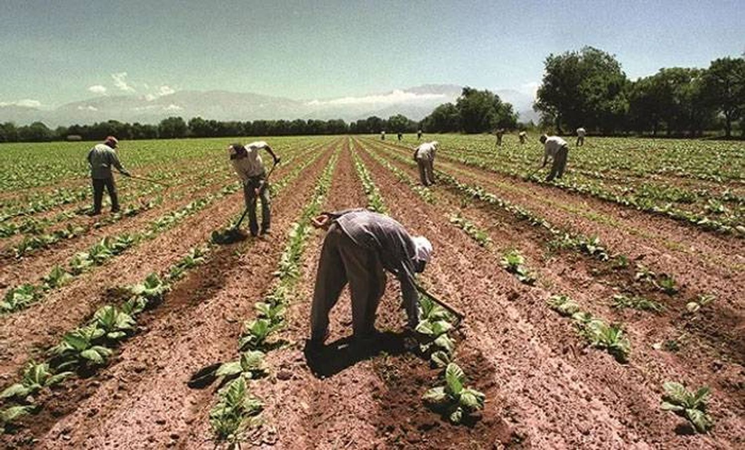 Trabajadores rurales no  acordaron un bono pero  cobrarán igual