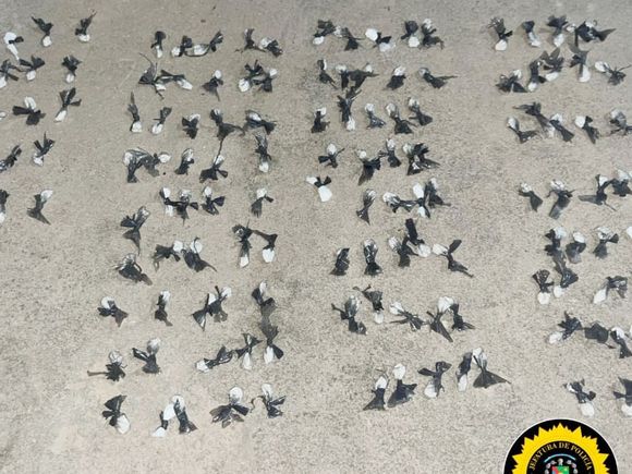 Narcos detenidos en Concordia tras intentar tomar una vivienda por la fuerza