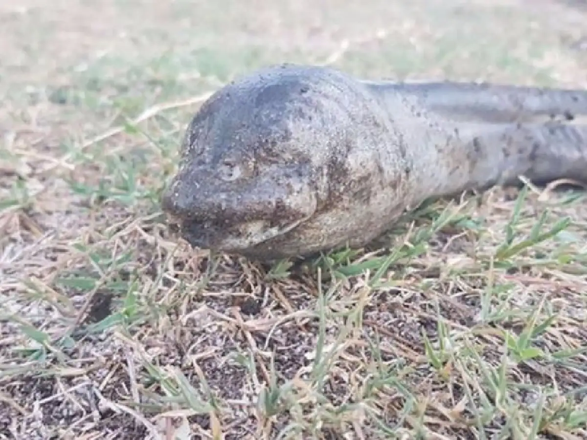 Hallaron un extraño animal en el lago San Roque