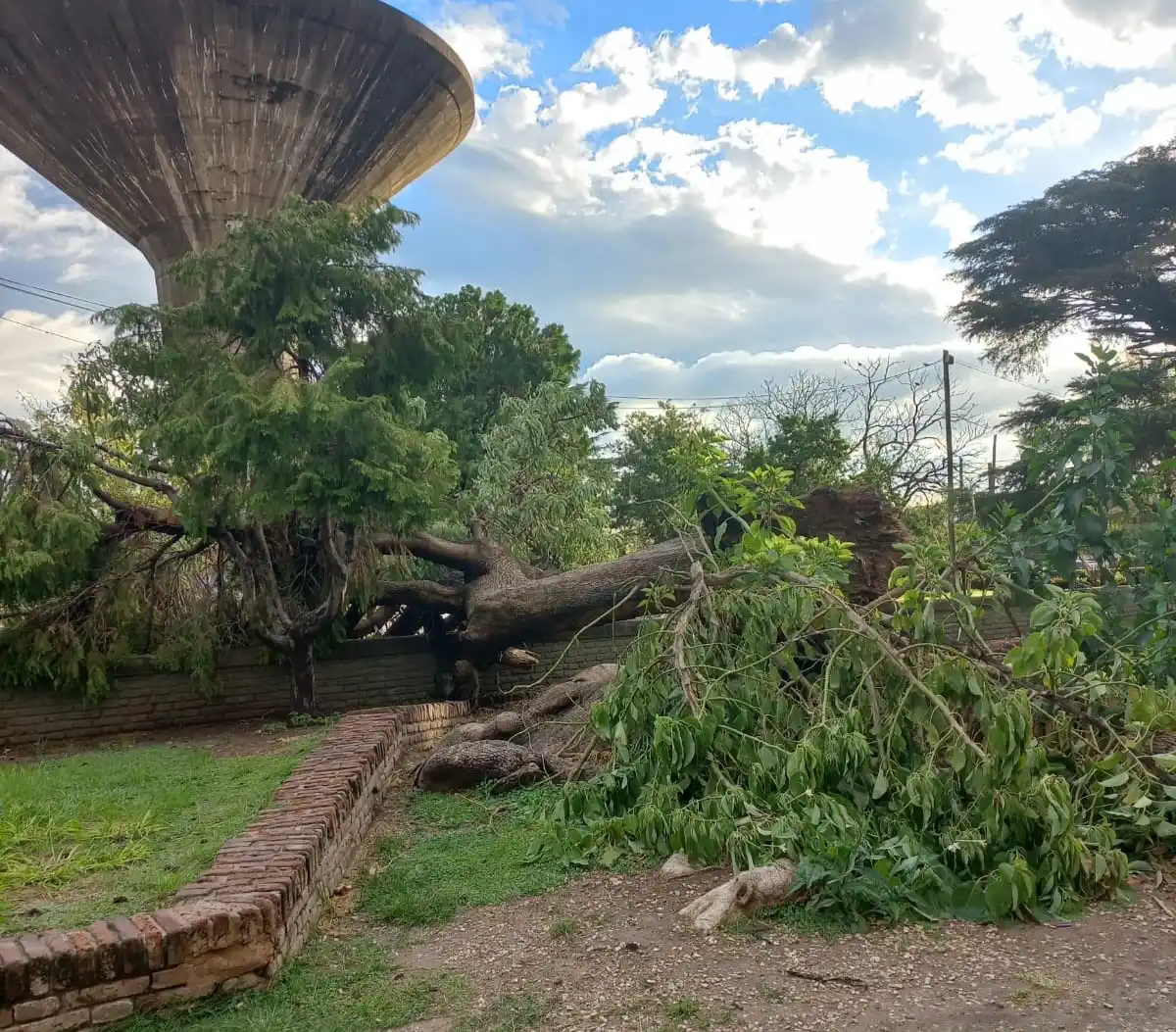 Valentín envió sus fotos y reclamó por el árbol que cayó en el paseo de la Escuela 7.
