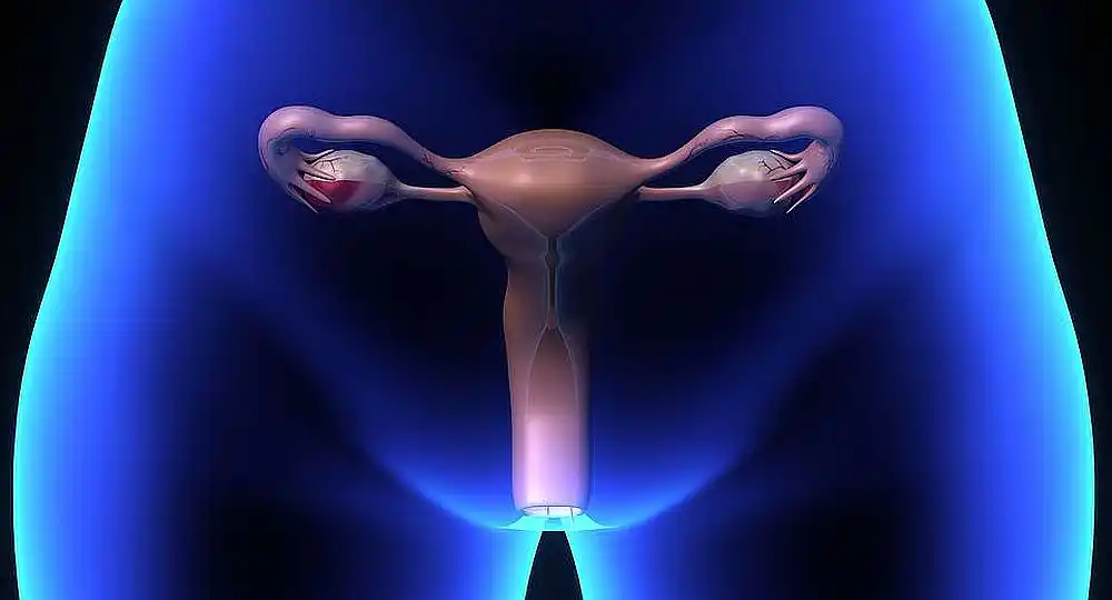 Un paso prometedor para la creación de ovarios artificiales
