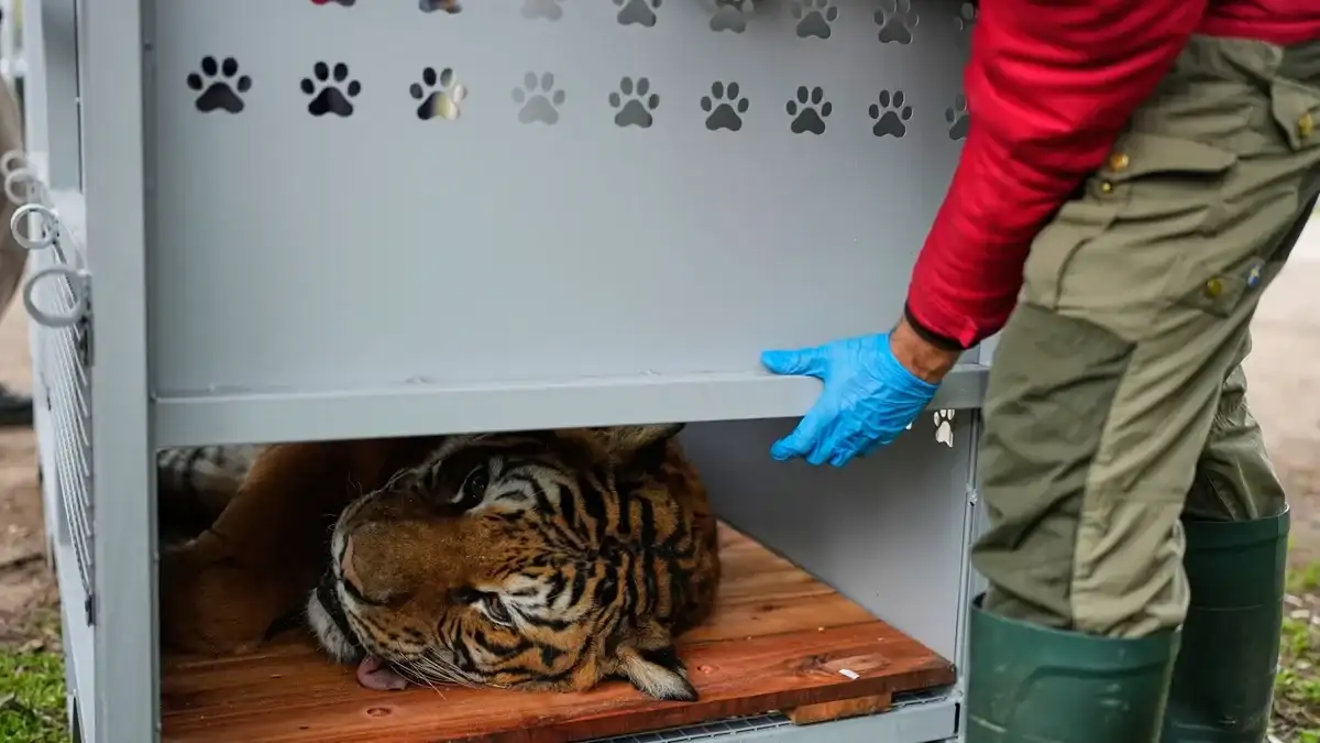 SENASA certificó el traslado de 15 grandes felinos rescatados del ex zoológico de Luján
