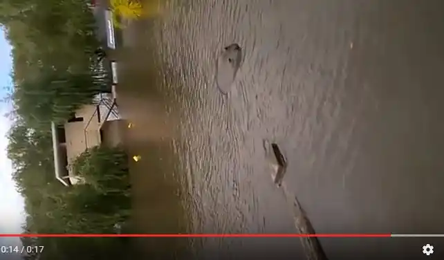 Mirá las fotos del lobo marino que apareció en Gualeguaychú 