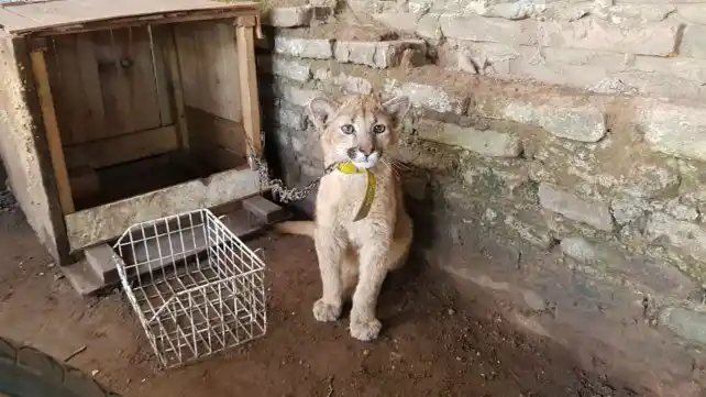 Teodelina: rescataron a un puma cachorro hallado en cautiverio
