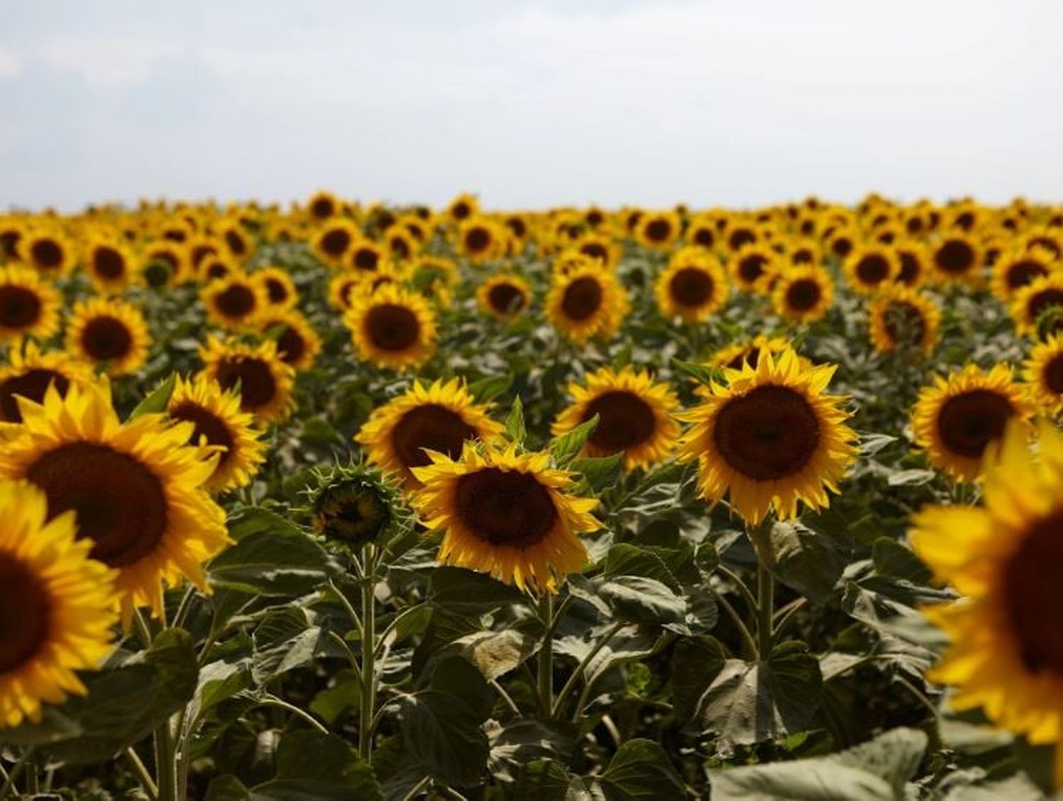 Se incrementó en más de la mitad la superficie cultivada con girasol en Entre Ríos