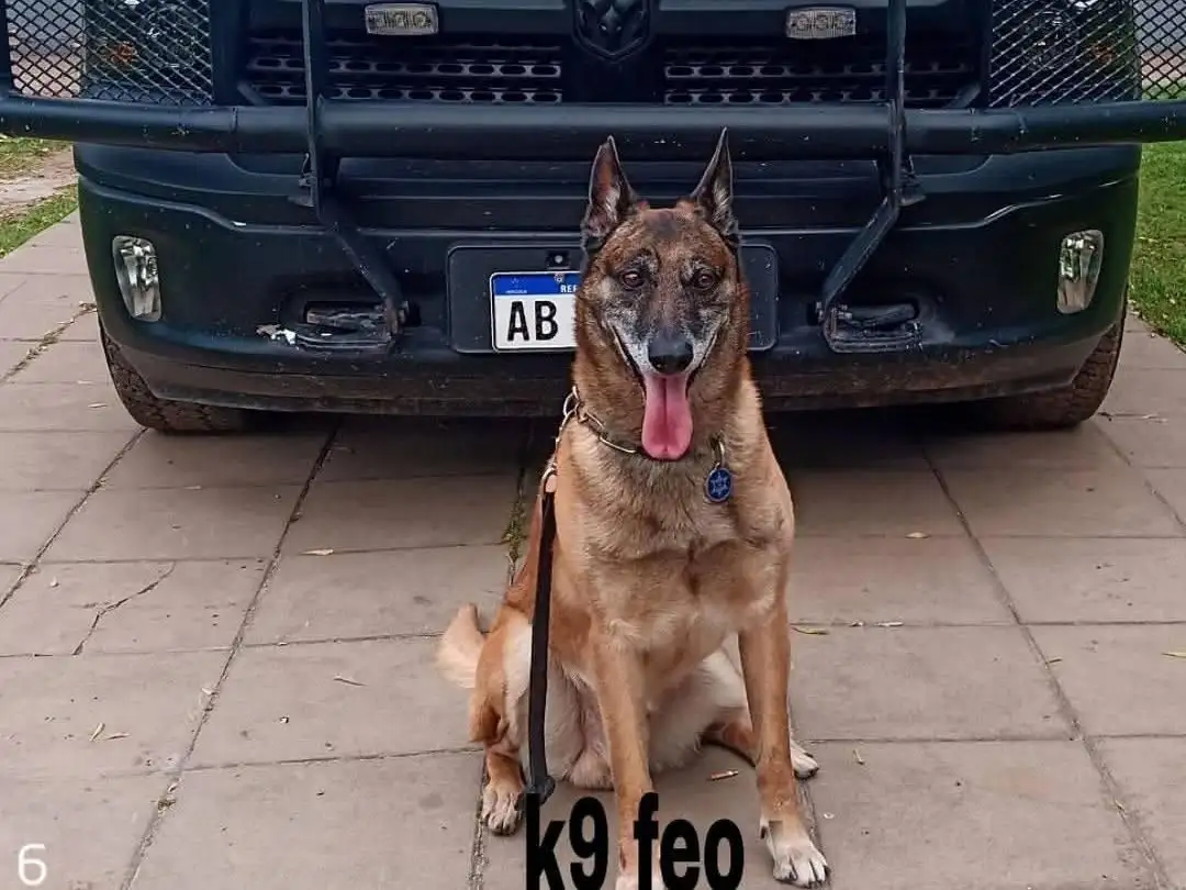 Feo