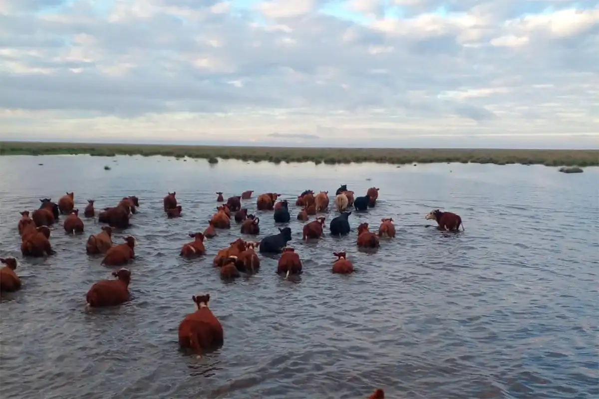 Productores de Victoria apuran el retiro de unas 30.000 cabezas de ganado por una posible crecida del río Paraná
