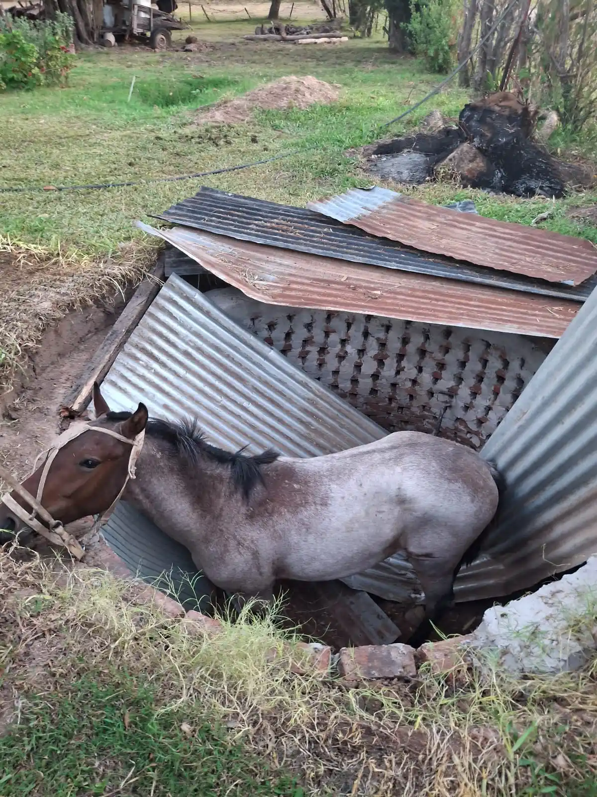 Bomberos:rescataron sano y salvo a un caballo que cayó en un profundo pozo
