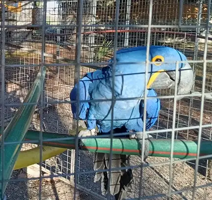 Trasladaron a un refugio a “Blu”, el guacamayo azul rescatado en Gualeguay por la Justicia Federal