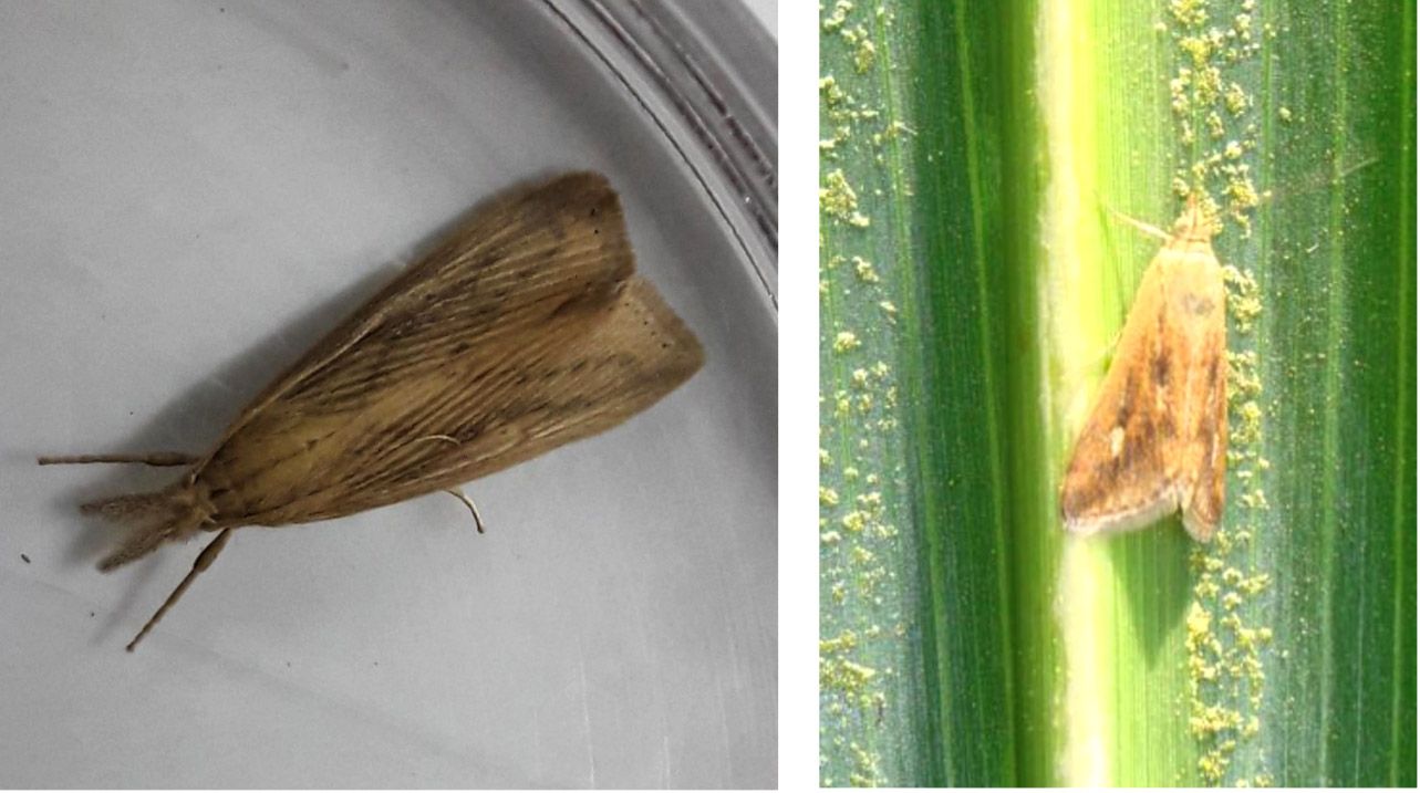 Febrero comenzó con un aumento de capturas de insectos