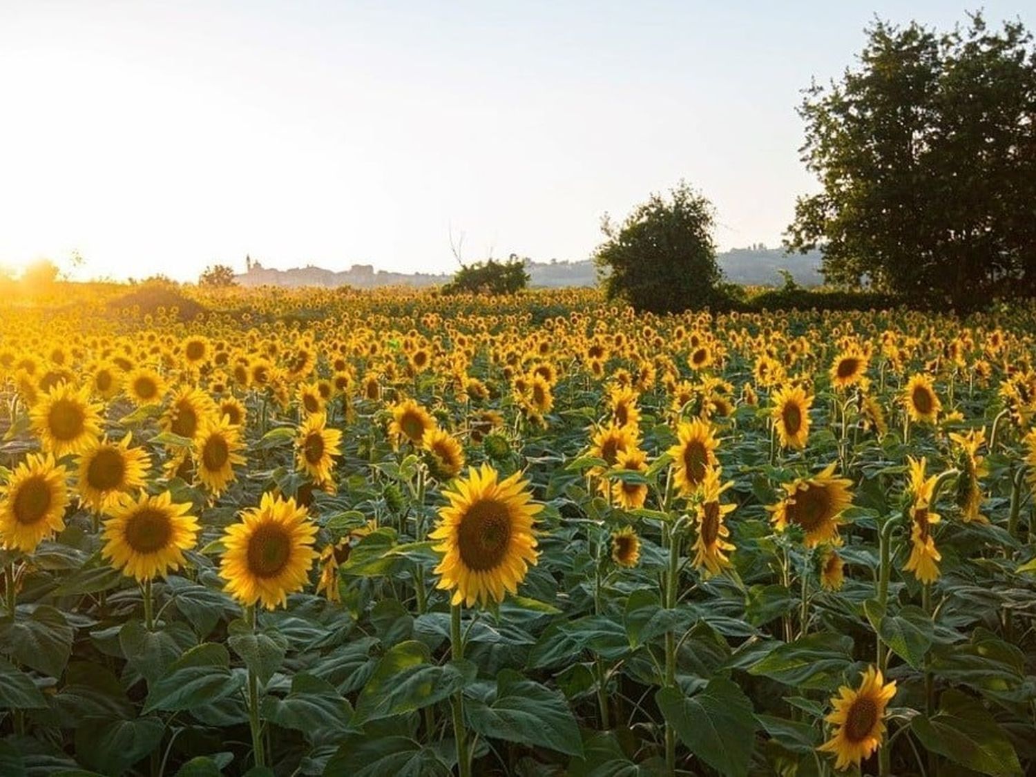 El girasol empieza a "competir" con los cultivos tradicionales de la zona.