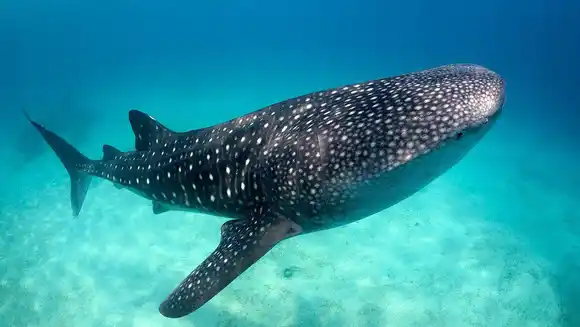 ¡Increíble! Estudio revela que el tiburón ballena tiene dientes en los ojos