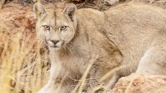 El puma, un animal disputado  entre ambientalistas y ganaderos