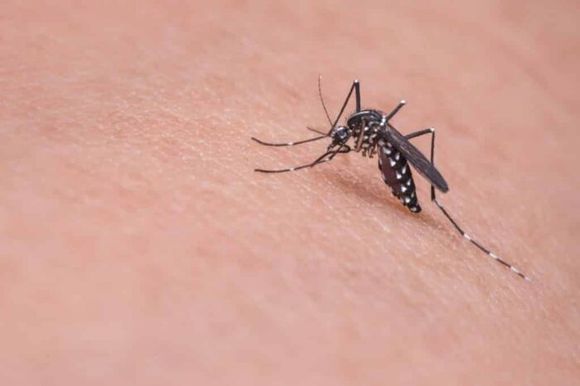 En 93% aumentaron los casos de dengue en Venezuela: circulan cuatro serotipos del virus