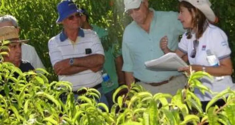 Visita a los durazneros del INTA