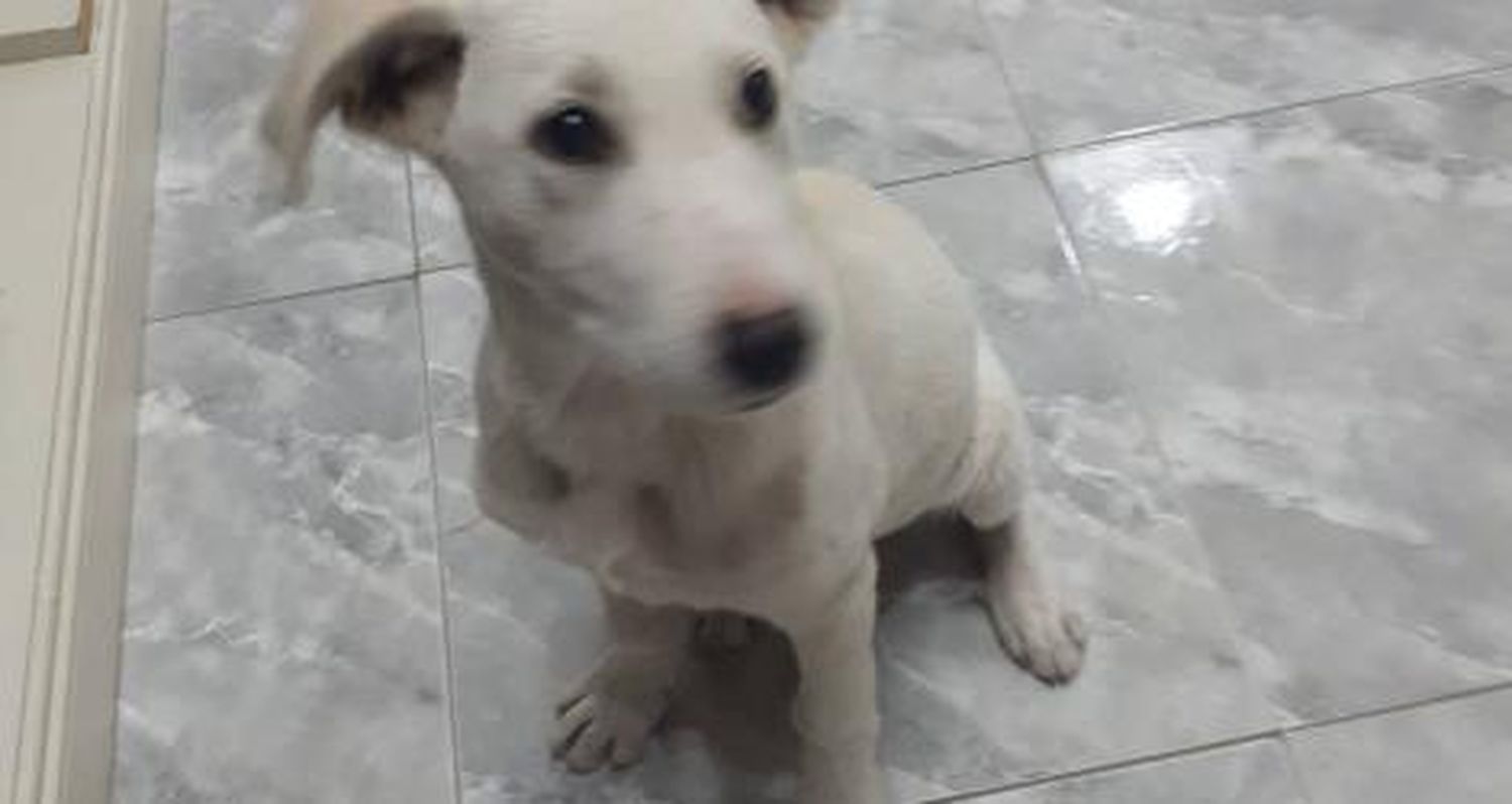 Perrita encontrada