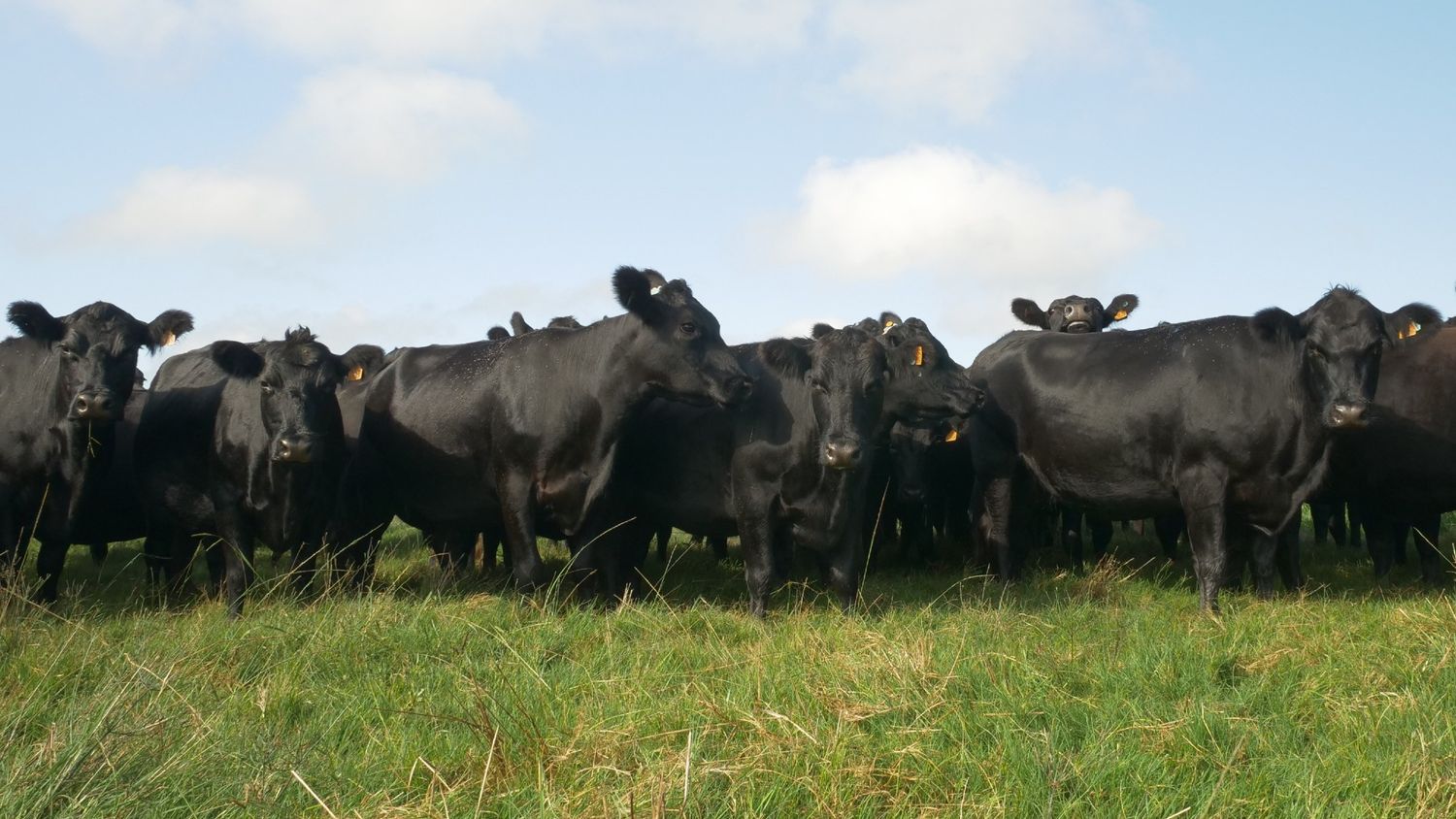 Robaron 14 animales en un campo de La Patria