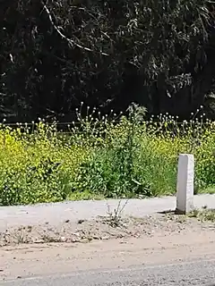 Ante los reclamos, desde el Municipio aclararon que la prioridad de mantenimiento la tienen las plazas y los paseos