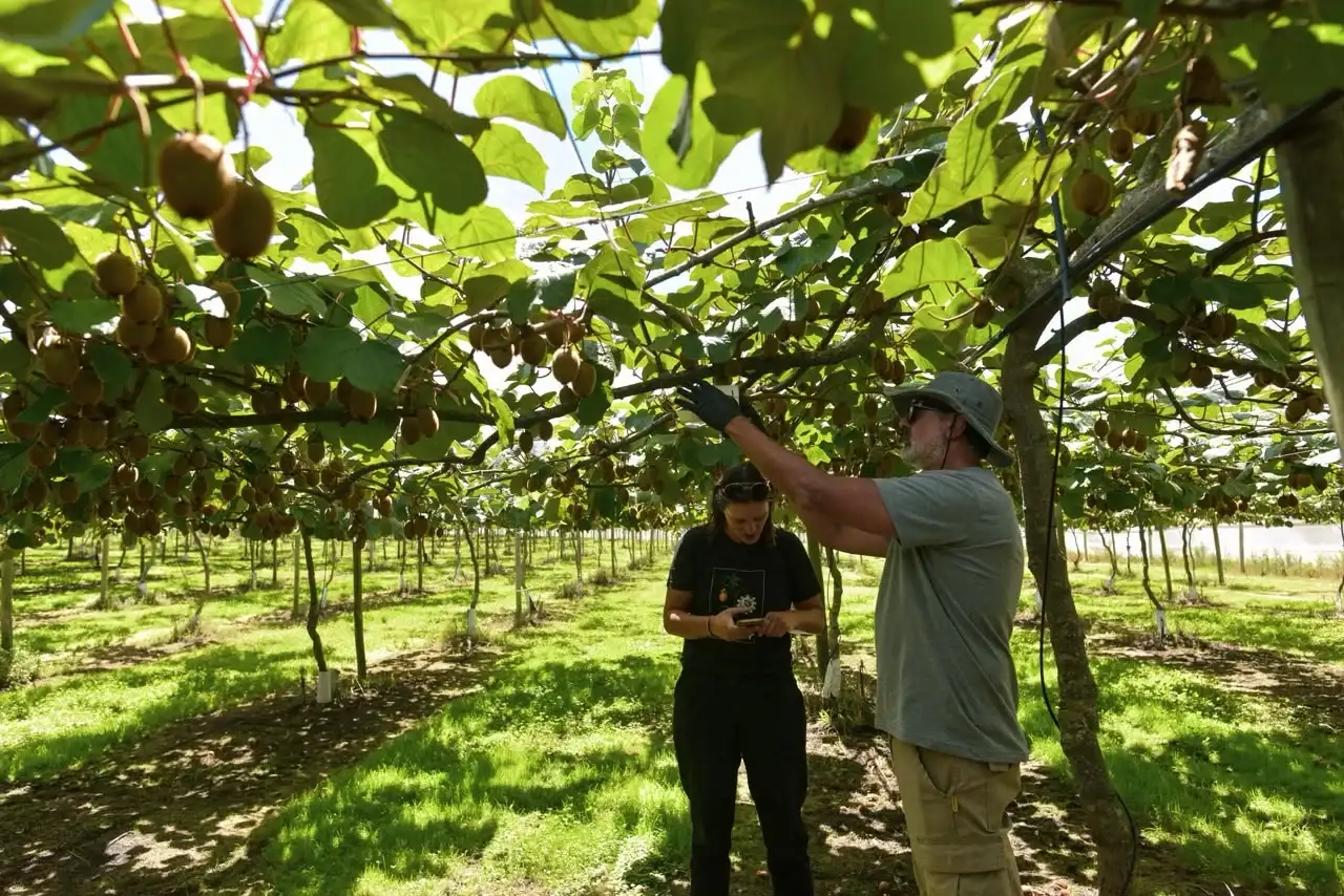 Capacitan en poda de kiwi y habrá oportunidades laborales en establecimientos productores de la ciudad