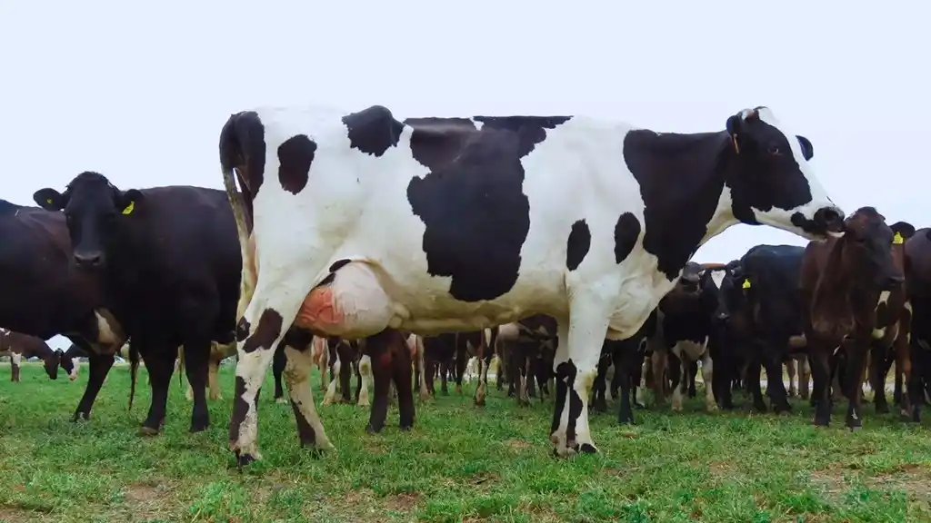 Avanzan en el desarrollo de una vacuna para prevenir la mastitis bovina