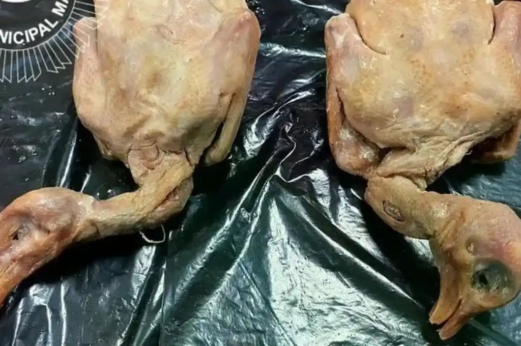 Las palomas que serían servidas como ''pato laqueado''