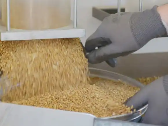 El trigo avanza hacia una cosecha récord, pero los primeros análisis advierten sobre la calidad del grano