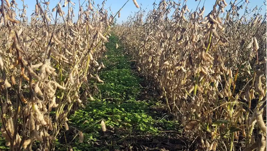 La cosecha de soja se acerca al final con bajos rendimientos