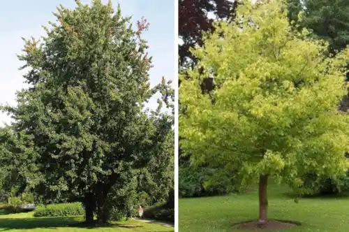 Plan de Forestación 2025