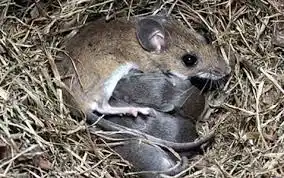 Lobos: Murió joven con un presunto caso de Hantavirus