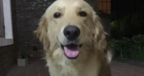Encontró un perro y quiere devolverlo