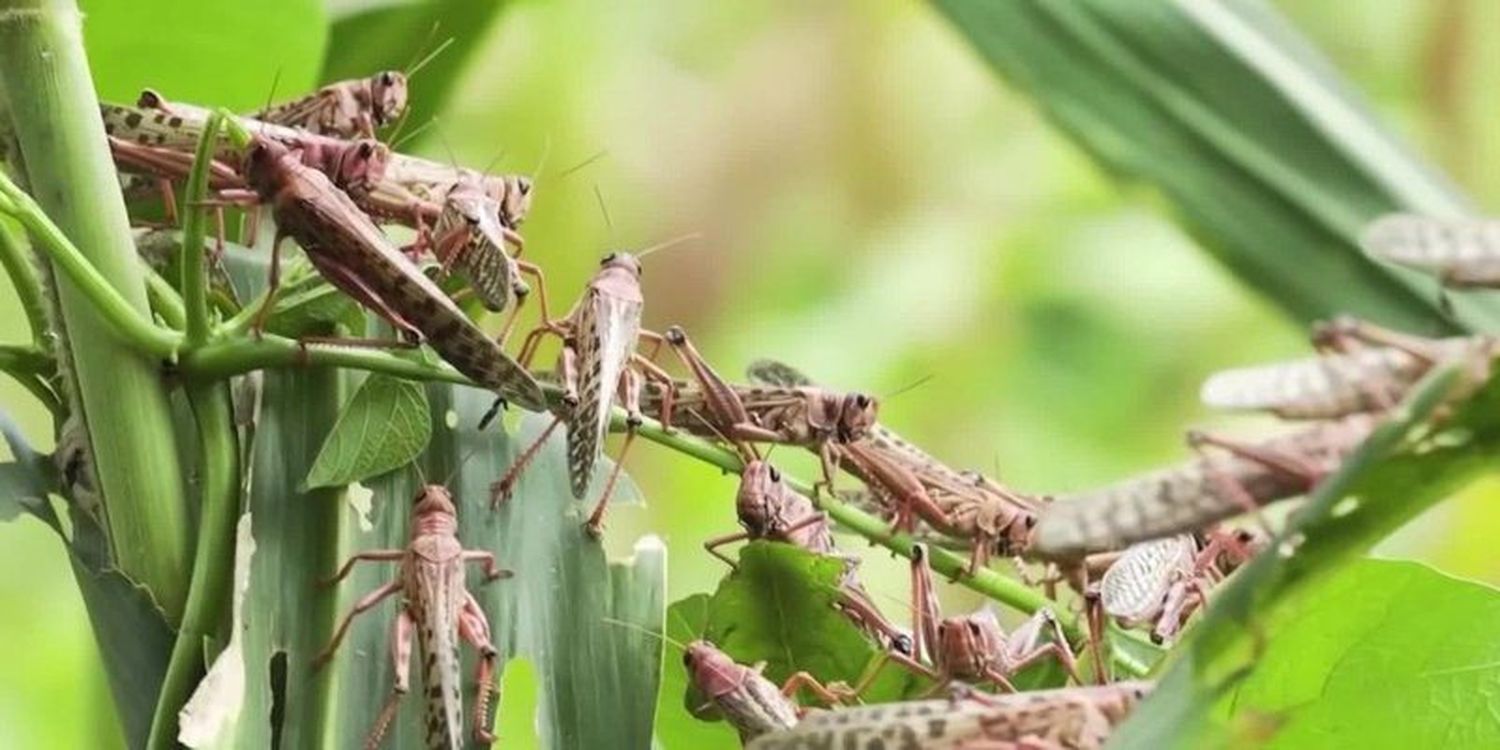 Alerta en Centroamérica por la llegada de la devoradora langosta
