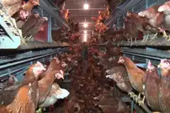 Refuerzan el alerta sanitario por sospechas de influenza aviar en Argentina