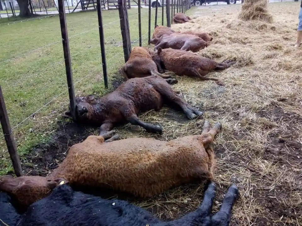 Video: Rayo mató trece terneros en Tapalqué