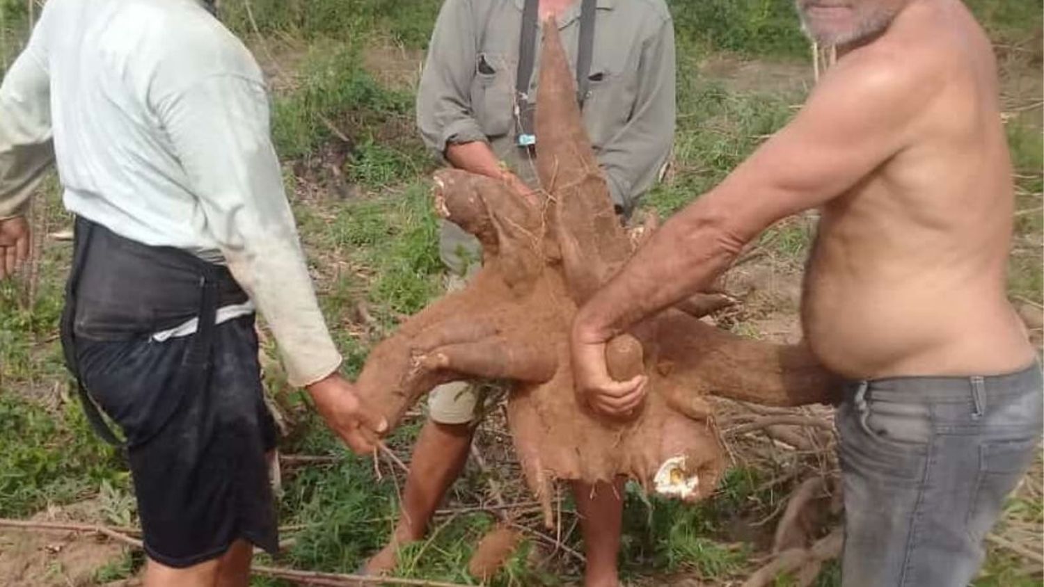 En Corrientes cosecharon una impresionante mandioca que pesa más de 35 kilos