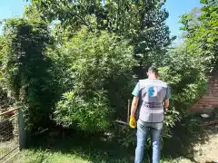 Secuestraron marihuana en el Barrio Rocamora