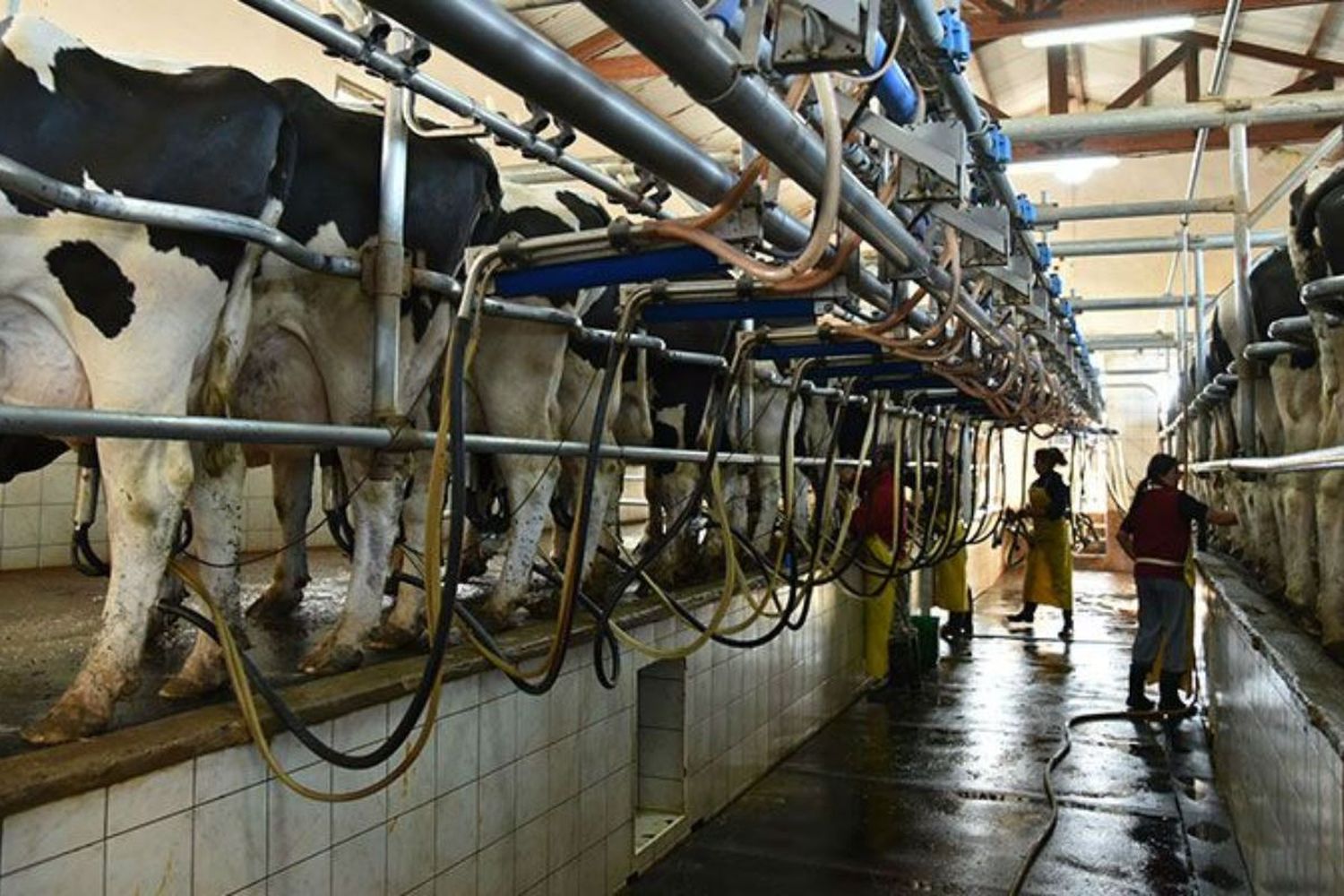 Alerta en la lechería santafesina por la pérdida de 500 tambos en 6 años