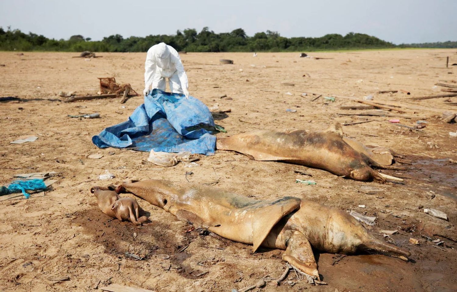 Al menos el 20 % del territorio brasileño sufre sequía severa o extrema