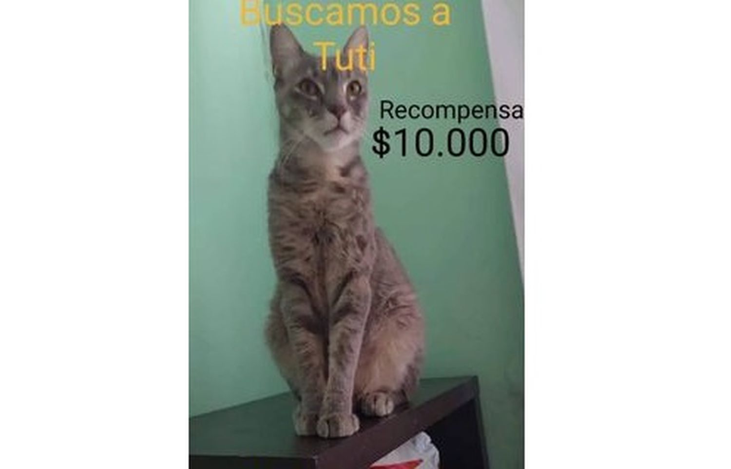 Buscan a Tuti y ofrecen $10.000 de recompensa